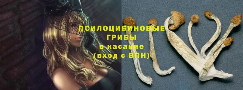 Галлюциногенные грибы Psilocybe  Гаджиево 